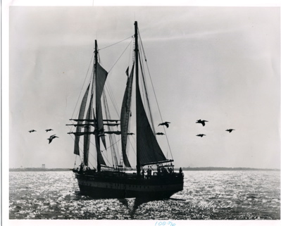 http://www.quick-good-fortune.com/images/explorer-sea-sail-birds.jpg