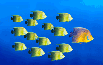 School Of Fish Png